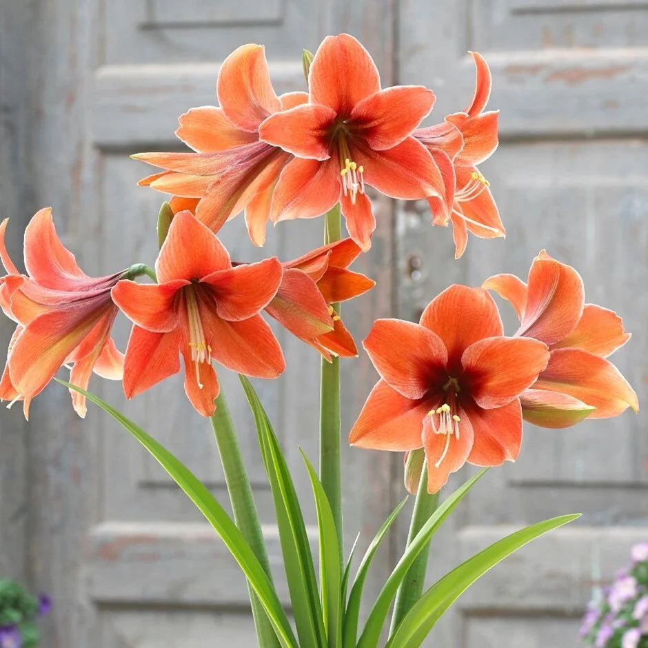 Bulbi de Amaryllis "Terra Mystica", 1 Bucată