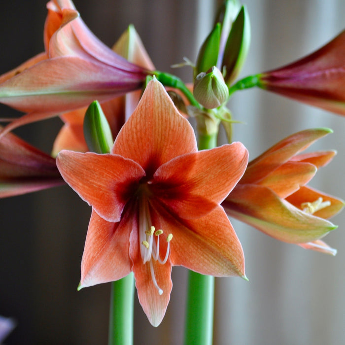 Bulbi de Amaryllis "Terra Mystica", 1 Bucata