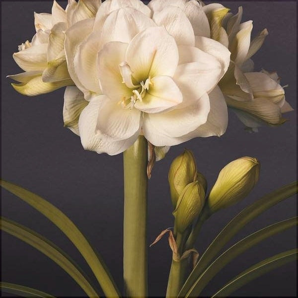 Bulbi de Amaryllis "White Amadeus", 1 Bucata