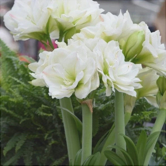Bulbi de Amaryllis „White Amadeus”, 1 Bucată – bulbi de flori, fotografia 2 | Regatul Plantelor