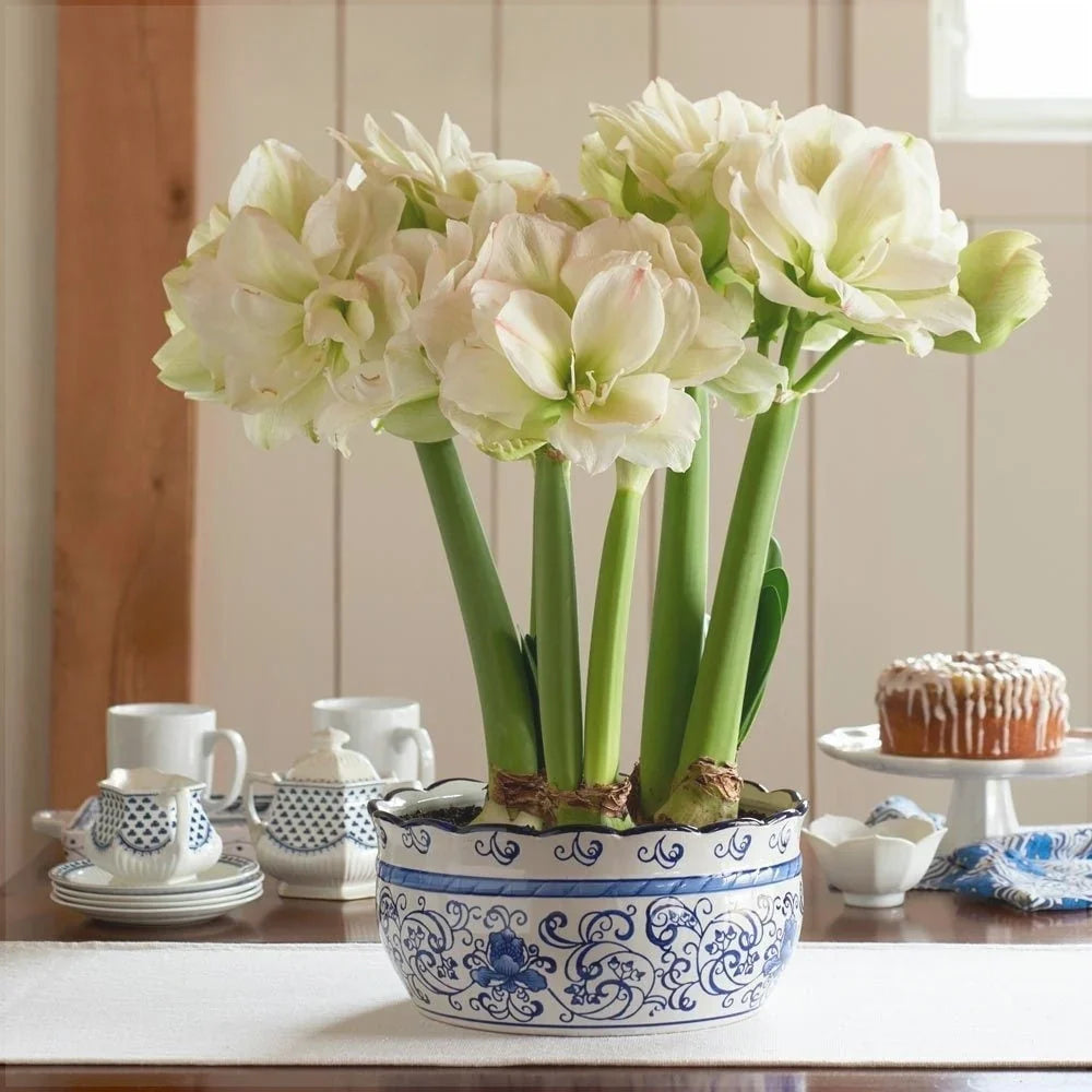 Bulbi de Amaryllis „White Amadeus”, 1 Bucată – bulbi de flori, fotografia 3 | Regatul Plantelor