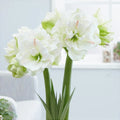 Bulbi de Amaryllis „White Amadeus”, 1 Bucată – bulbi de flori | Regatul Plantelor