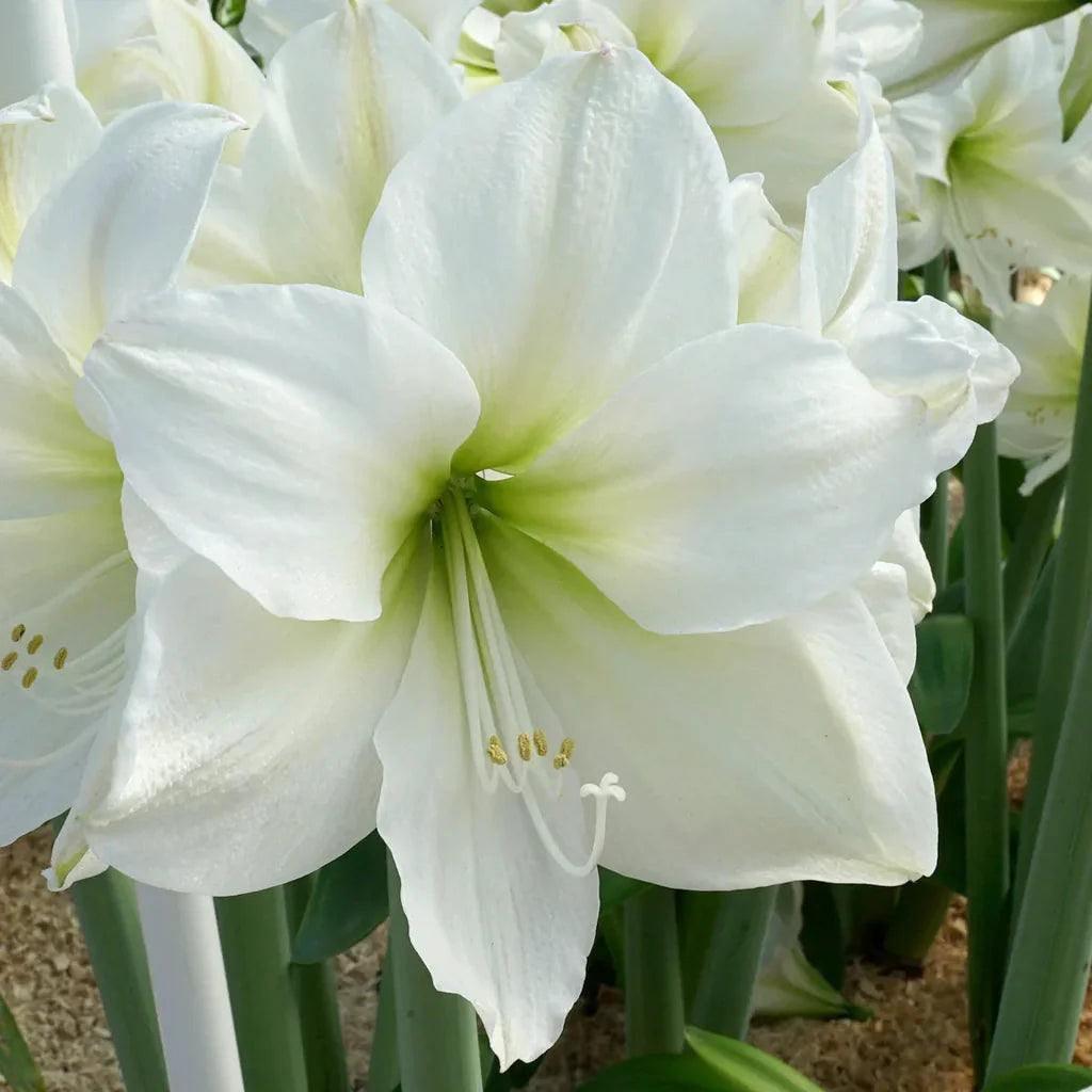 Bulbi de Amaryllis „White Cream”, 1 Bucată – bulbi de flori, fotografia 2 | Regatul Plantelor