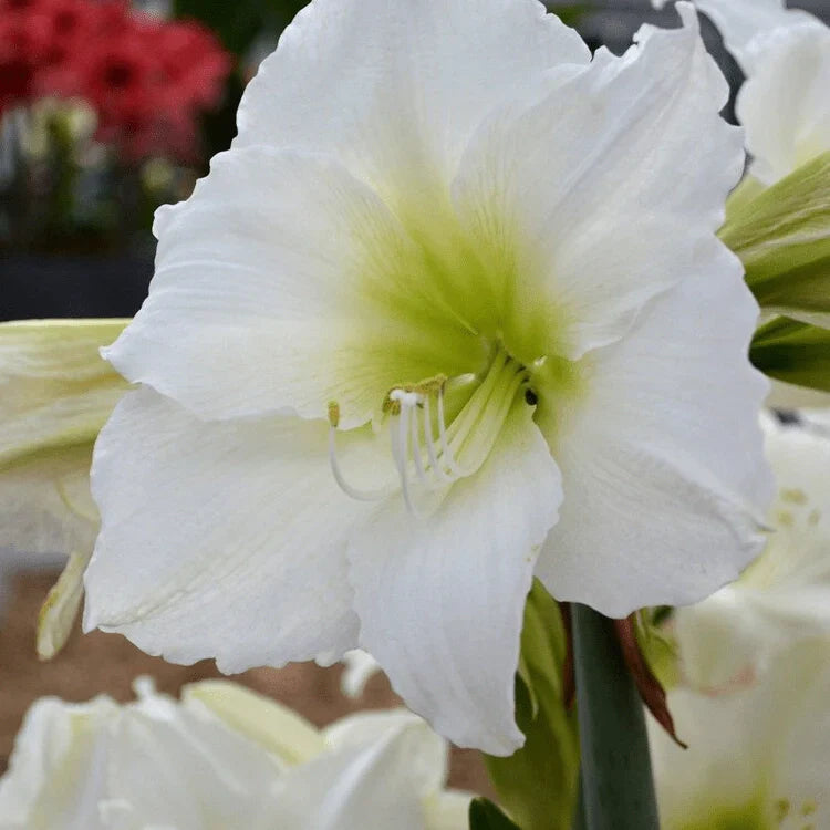 Bulbi de Amaryllis „White Cream”, 1 Bucată – bulbi de flori | Regatul Plantelor