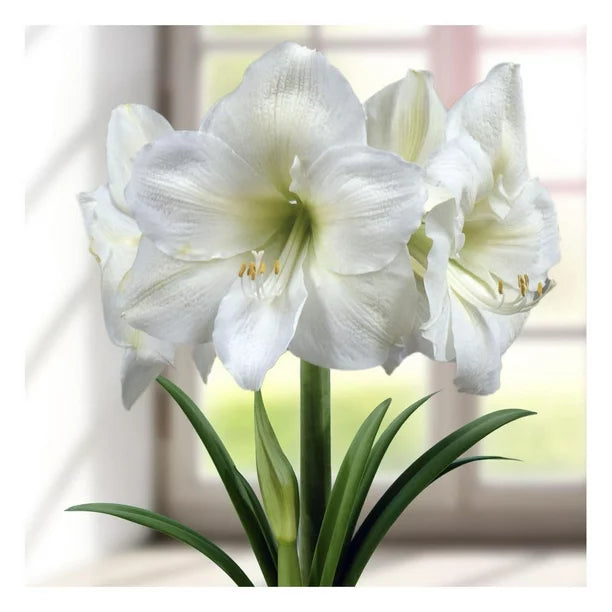 Bulbi de Amaryllis „White Cream”, 1 Bucată – bulbi de flori, fotografia 3 | Regatul Plantelor