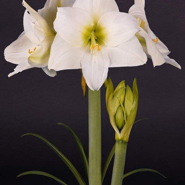 Bulbi de Amaryllis "White Cream", 1 Bucata