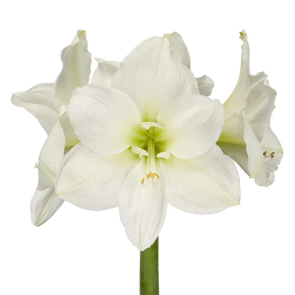 Bulbi de Amaryllis „White Garden”, 1 Bucată – bulbi de flori, fotografia 3 | Regatul Plantelor
