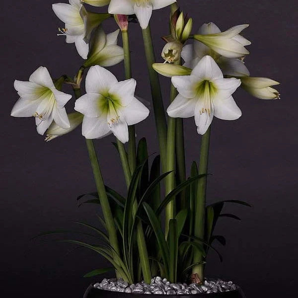 Bulbi de Amaryllis „White Garden”, 1 Bucată – bulbi de flori | Regatul Plantelor
