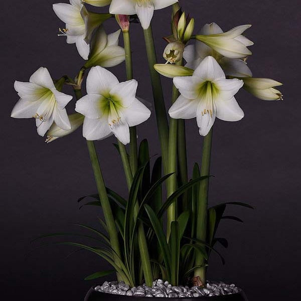 Bulbi de Amaryllis "White Garden", 1 Bucata