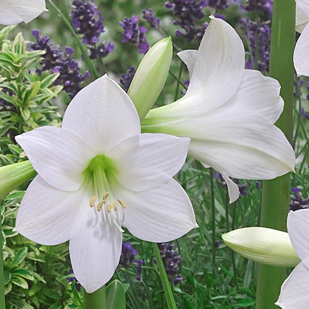 Bulbi de Amaryllis „White Garden”, 1 Bucată – bulbi de flori, fotografia 5 | Regatul Plantelor
