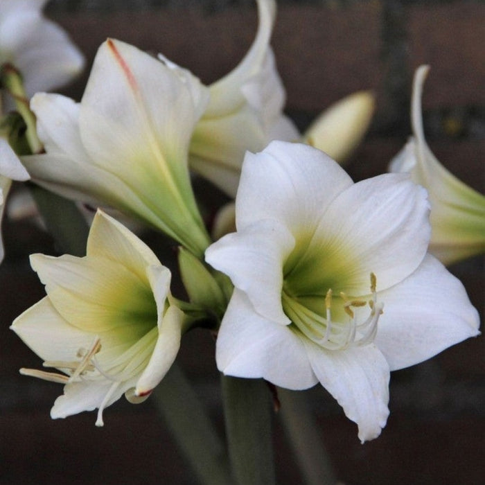 Bulbi de Amaryllis "White Garden", 1 Bucata