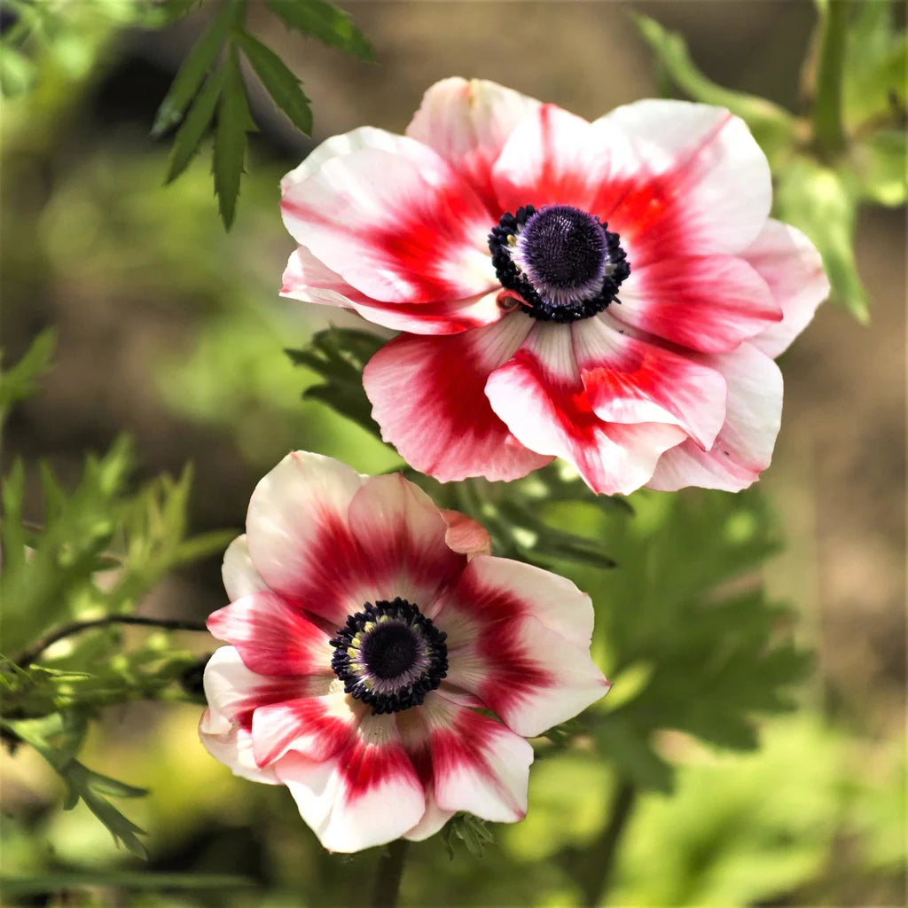 Bulbi de Anemone "Bicolor", 10 bucati