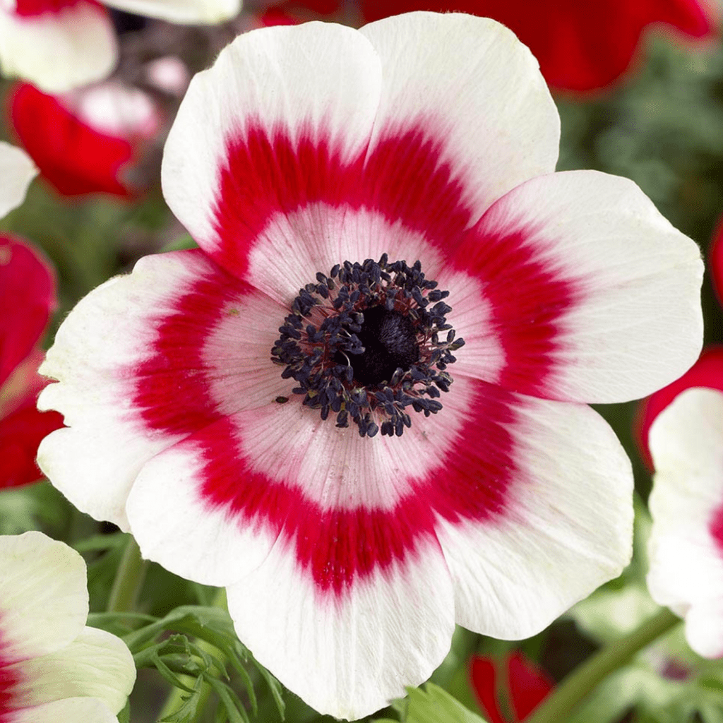 Bulbi de Anemone "Bicolor", 10 bucati