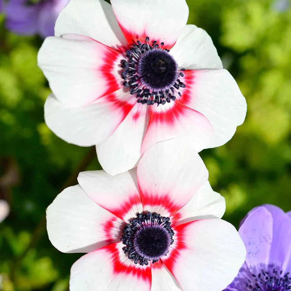 Bulbi de Anemone "Bicolor", 10 bucati