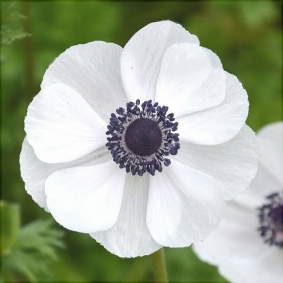 Bulbi de Anemone "Bride", 10 bucati