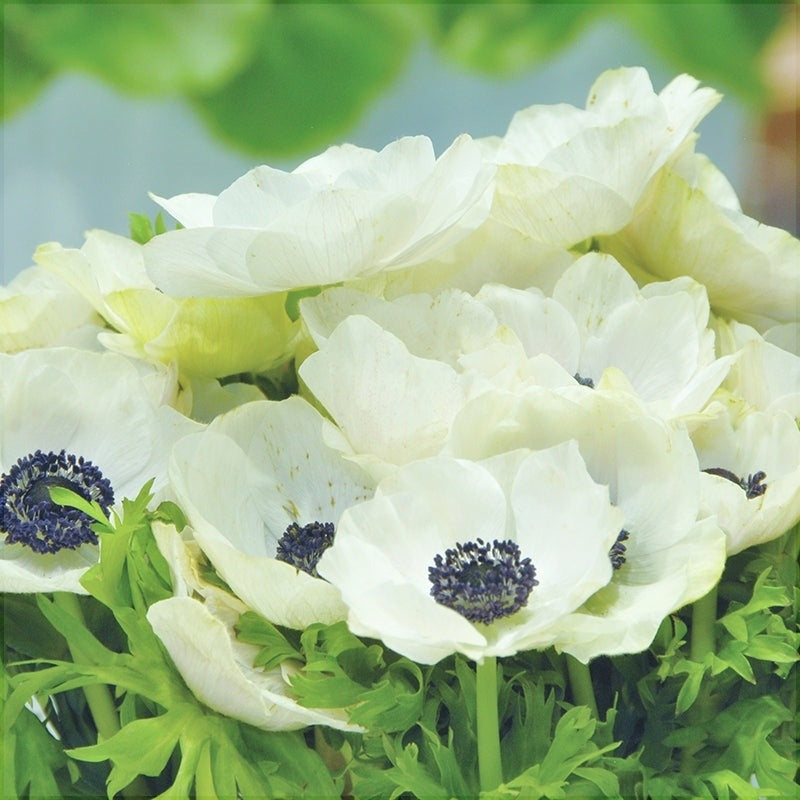 Bulbi de Anemone "Bride", 10 bucati
