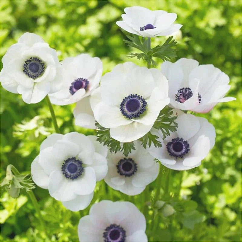 Bulbi de Anemone "Bride", 10 bucati
