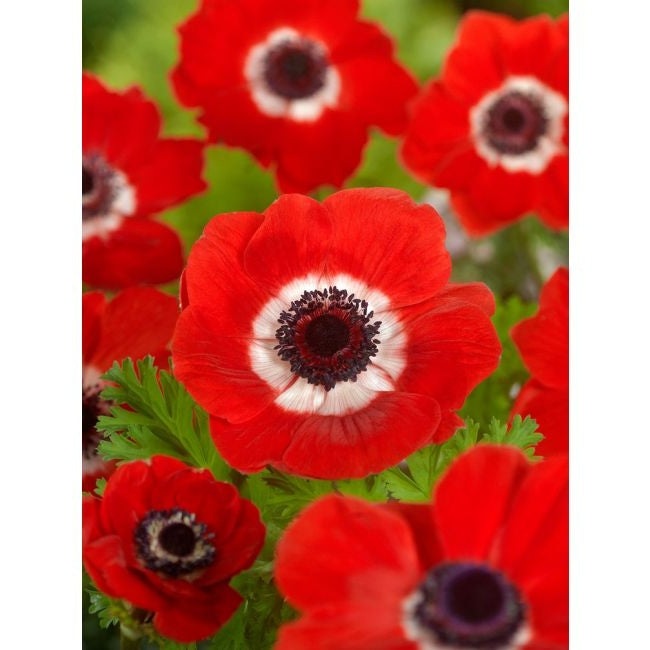 Bulbi de Anemone "Hollandia", 10 bucati