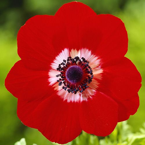 Bulbi de Anemone "Hollandia", 10 bucati