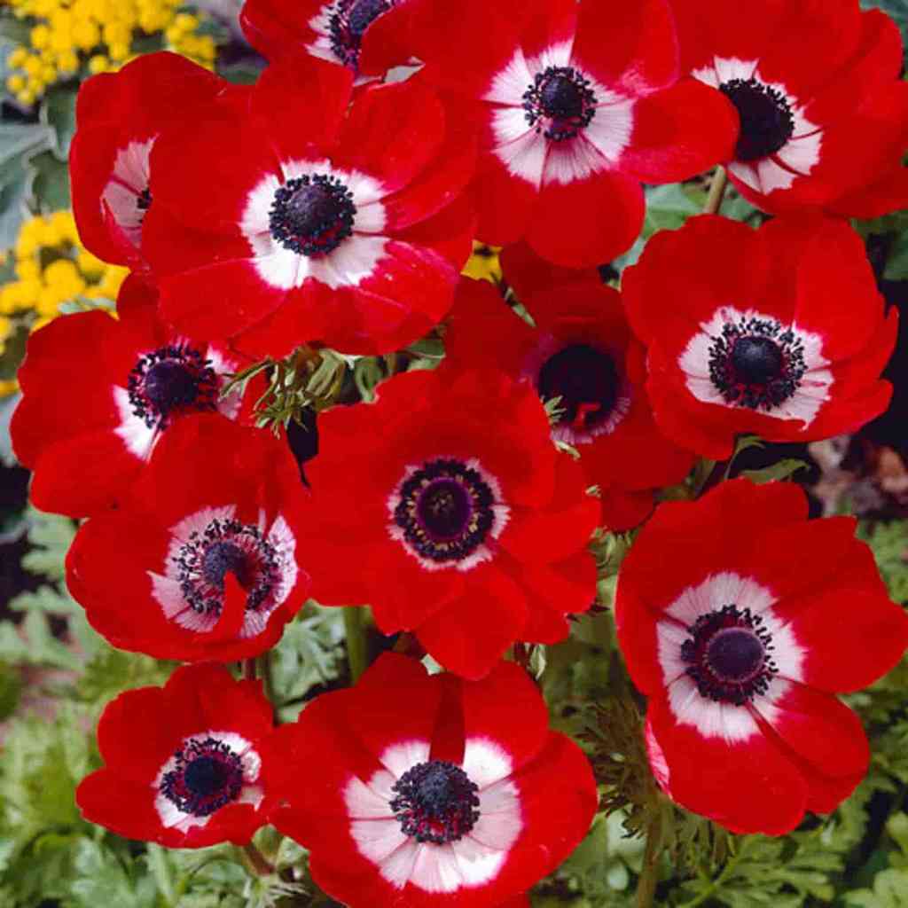 Bulbi de Anemone "Hollandia", 10 bucati