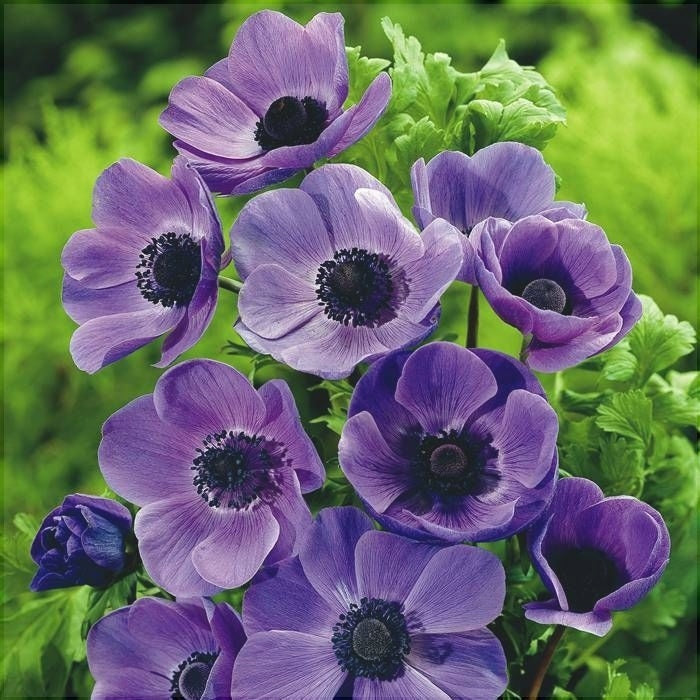 Bulbi de Anemone "Mr Fokker Coronaria" 10 bucati