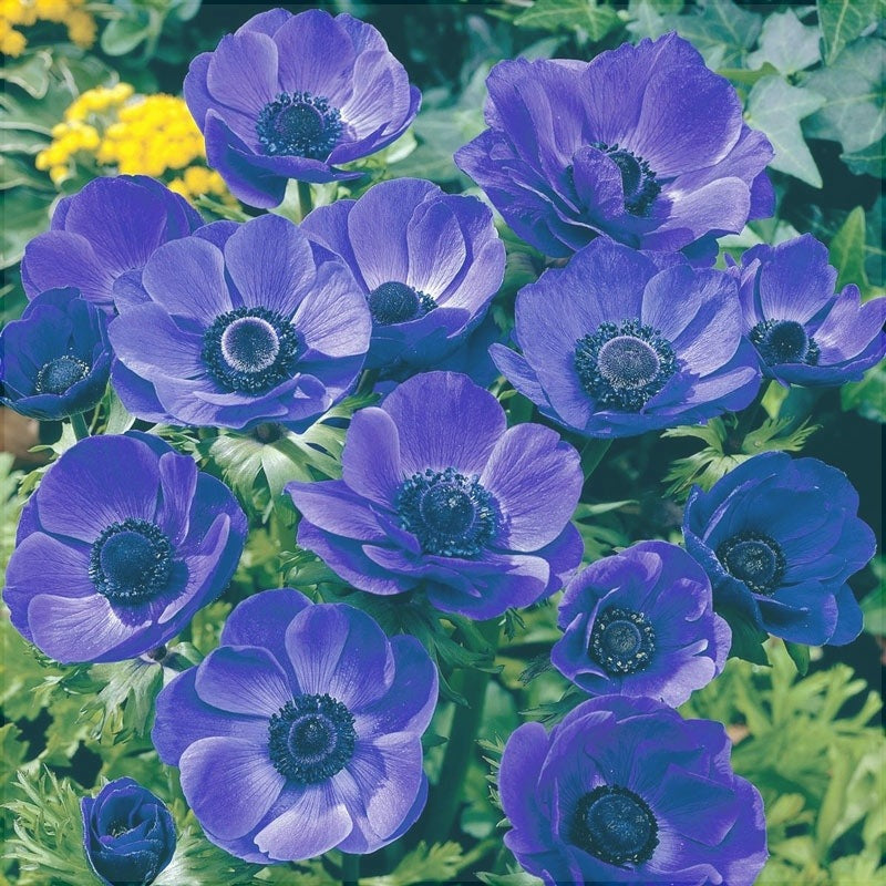 Bulbi de Anemone "Mr Fokker Coronaria" 10 bucati