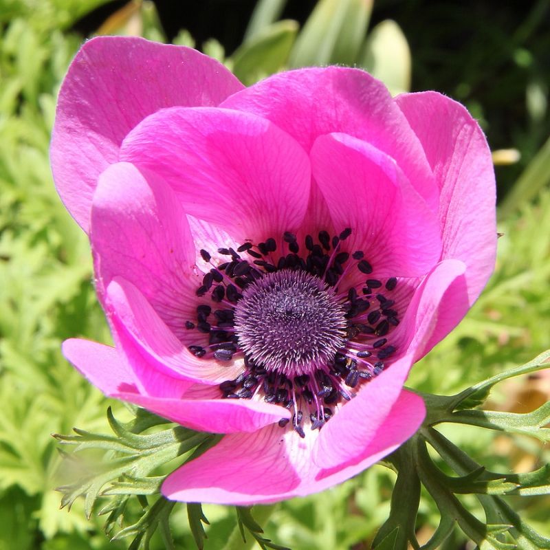 Bulbi de Anemone "Sylphide", 10 bucati