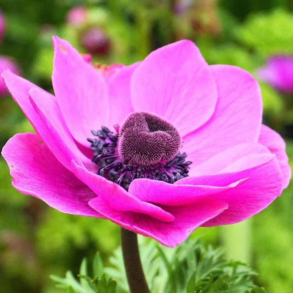 Bulbi de Anemone "Sylphide", 10 bucati