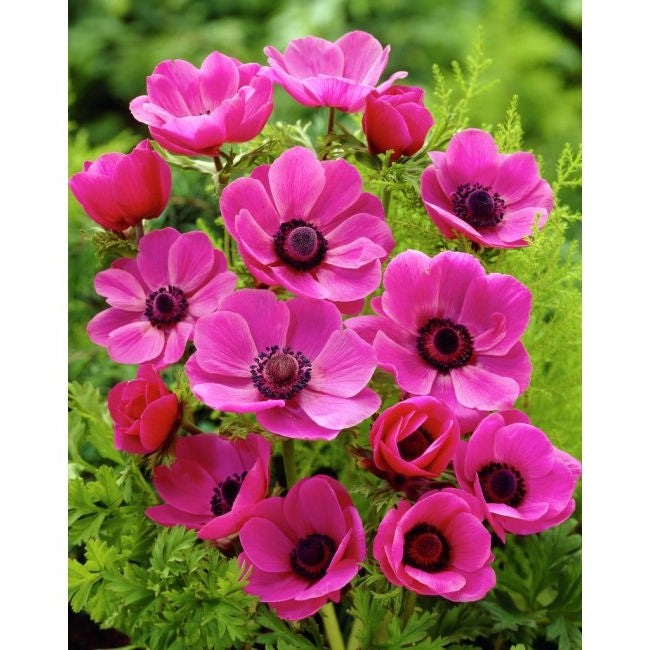Bulbi de Anemone "Sylphide", 10 bucati