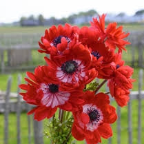 Bulbi de Anemone "The Governor", 10 bucati