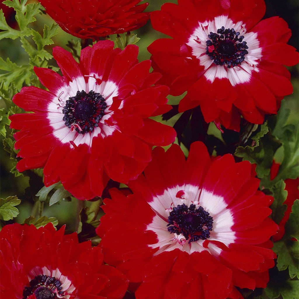 Bulbi de Anemone "The Governor", 10 bucati