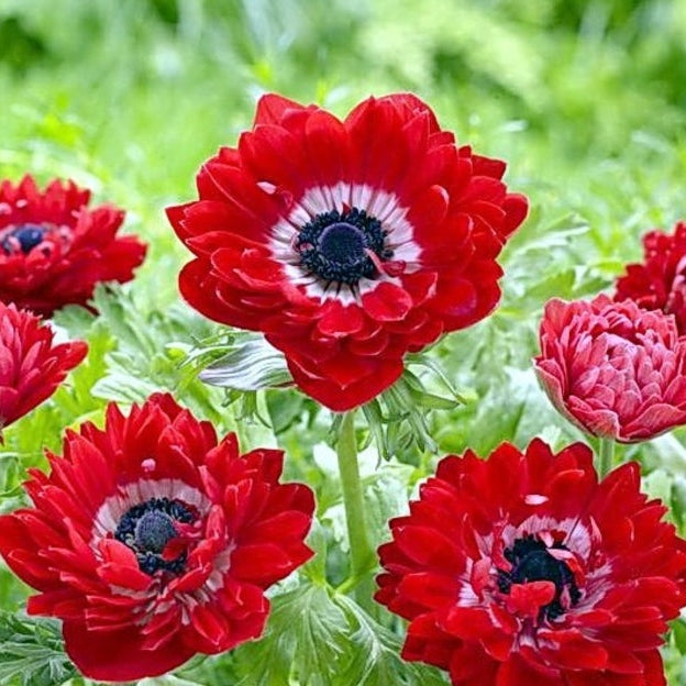Bulbi de Anemone "The Governor", 5 Bucati