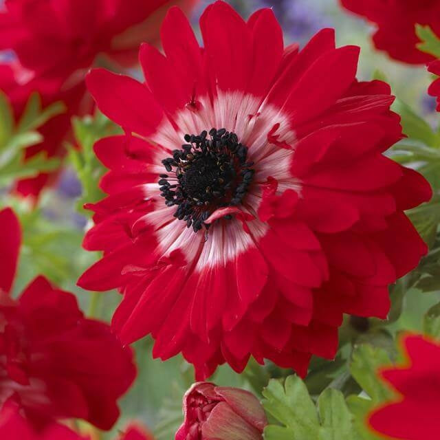 Bulbi de Anemone "The Governor", 5 Bucati