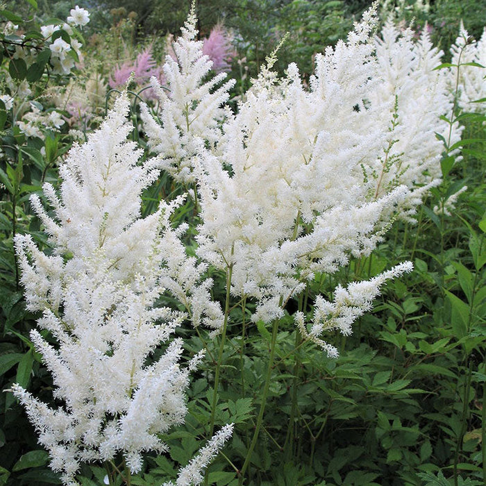 Bulbi de Astilbe "Diamant", Alb, 1 Bucata la ghiveci