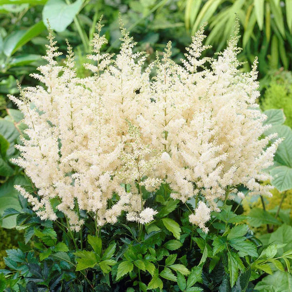 Bulbi de Astilbe "Diamant", Alb, 1 Bucata la ghiveci