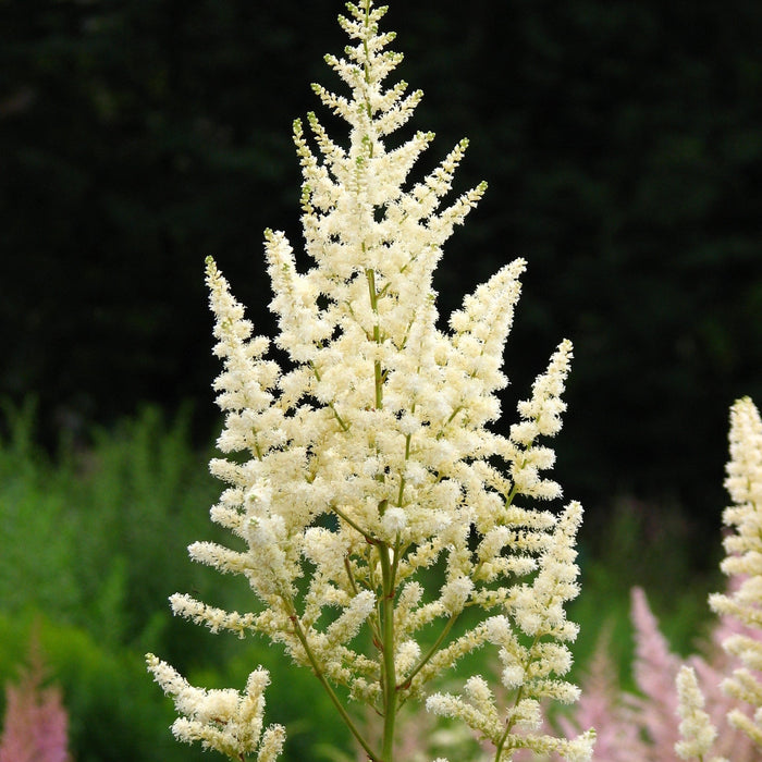 Bulbi de Astilbe "Diamant", Alb, 1 Bucata la ghiveci