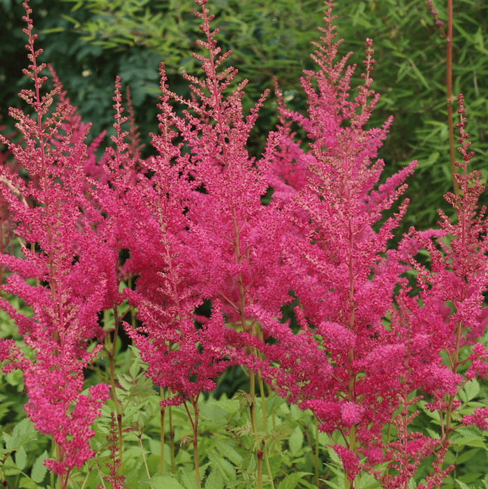 Bulbi de Astilbe "Granat", Roz Inchis, 1 Bucata