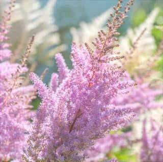 Bulbi de Astilbe "Pumila", Roz Deschis, 1 Bucata