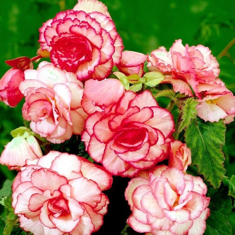 Bulbi de Begonia "Bouton de Rose", Roz, 2 Bucăți