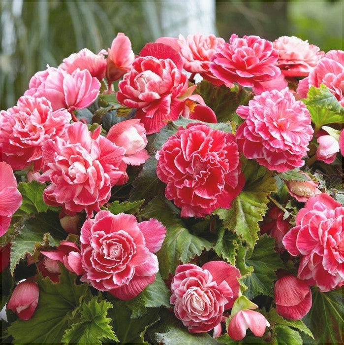 Bulbi de Begonia "Camellia", Roz, 1 Bucata