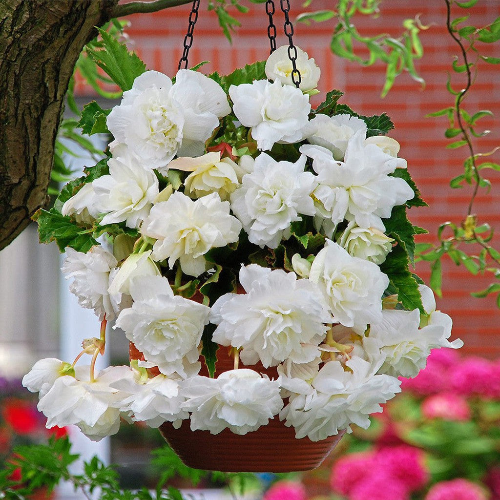 Bulbi de Begonia "Cascade", Alb, 2 Bucăți