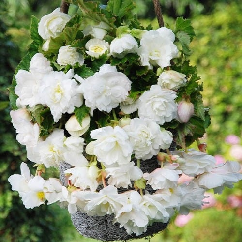 Bulbi de Begonia "Cascade", Alb, 2 Bucăți