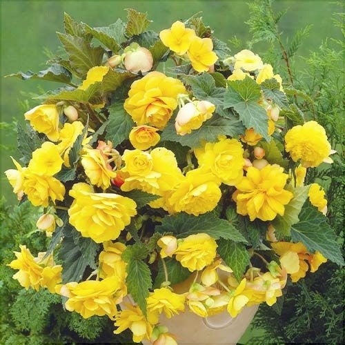 Bulbi de Begonia "Cascade", Galben, 2 Bucăți
