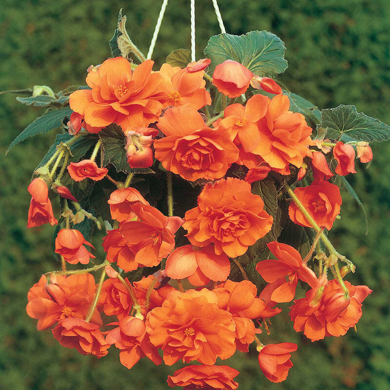 Bulbi de Begonia "Cascade", Portocaliu, 2 Bucăți