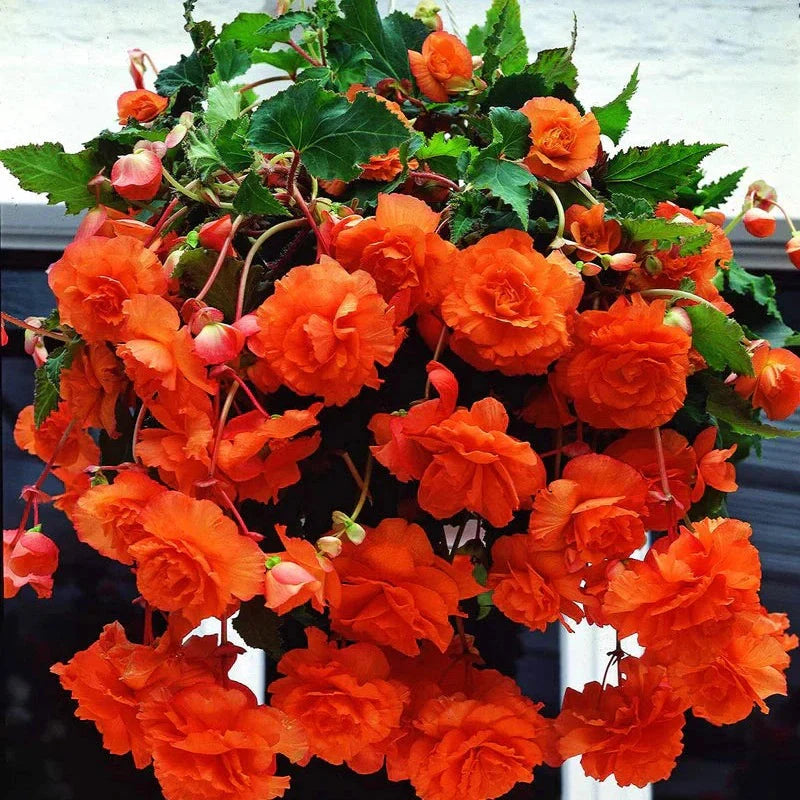 Bulbi de Begonia "Cascade", Portocaliu, 2 Bucăți