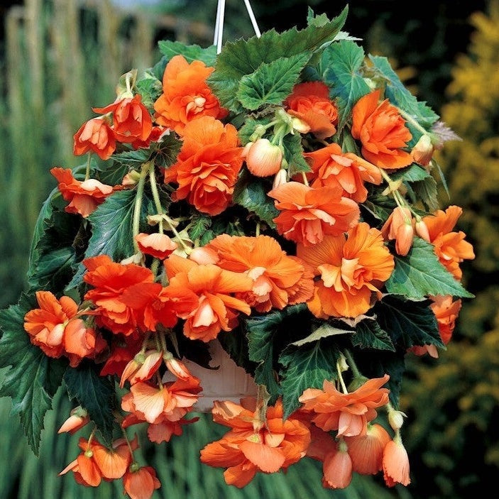 Bulbi de Begonia "Cascade", Portocaliu, 2 Bucăți