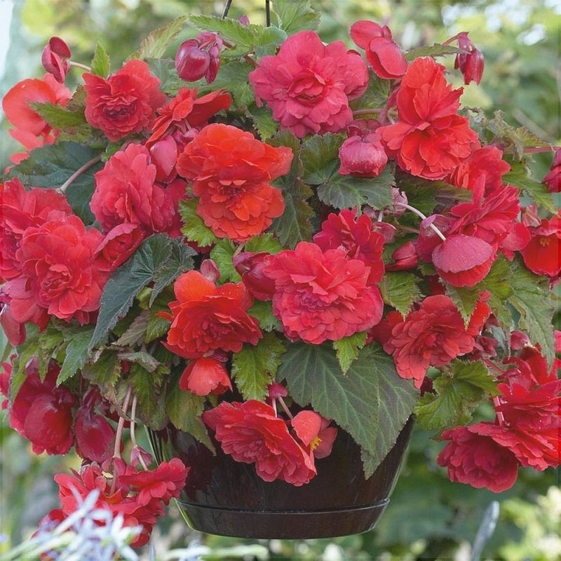 Bulbi de Begonia "Cascade", Rosu, 2 Bucăți