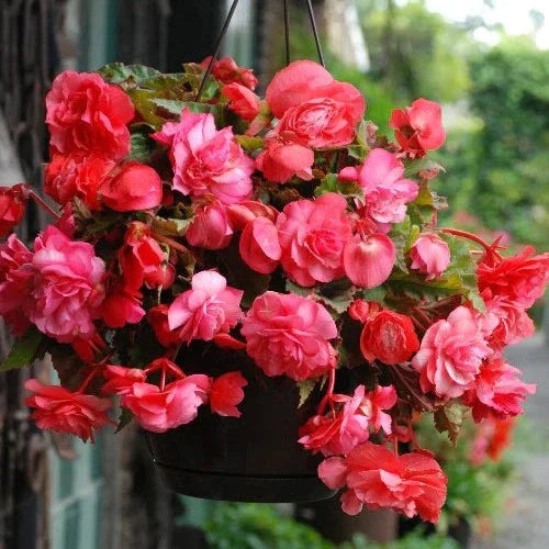 Bulbi de Begonia "Cascade", Roz, 2 Bucăți