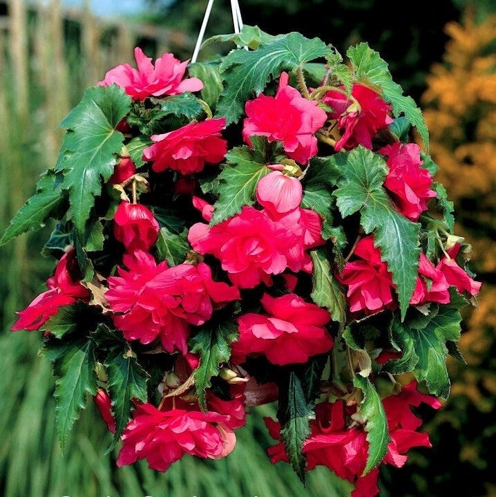 Bulbi de Begonia "Cascade", Roz, 2 Bucăți