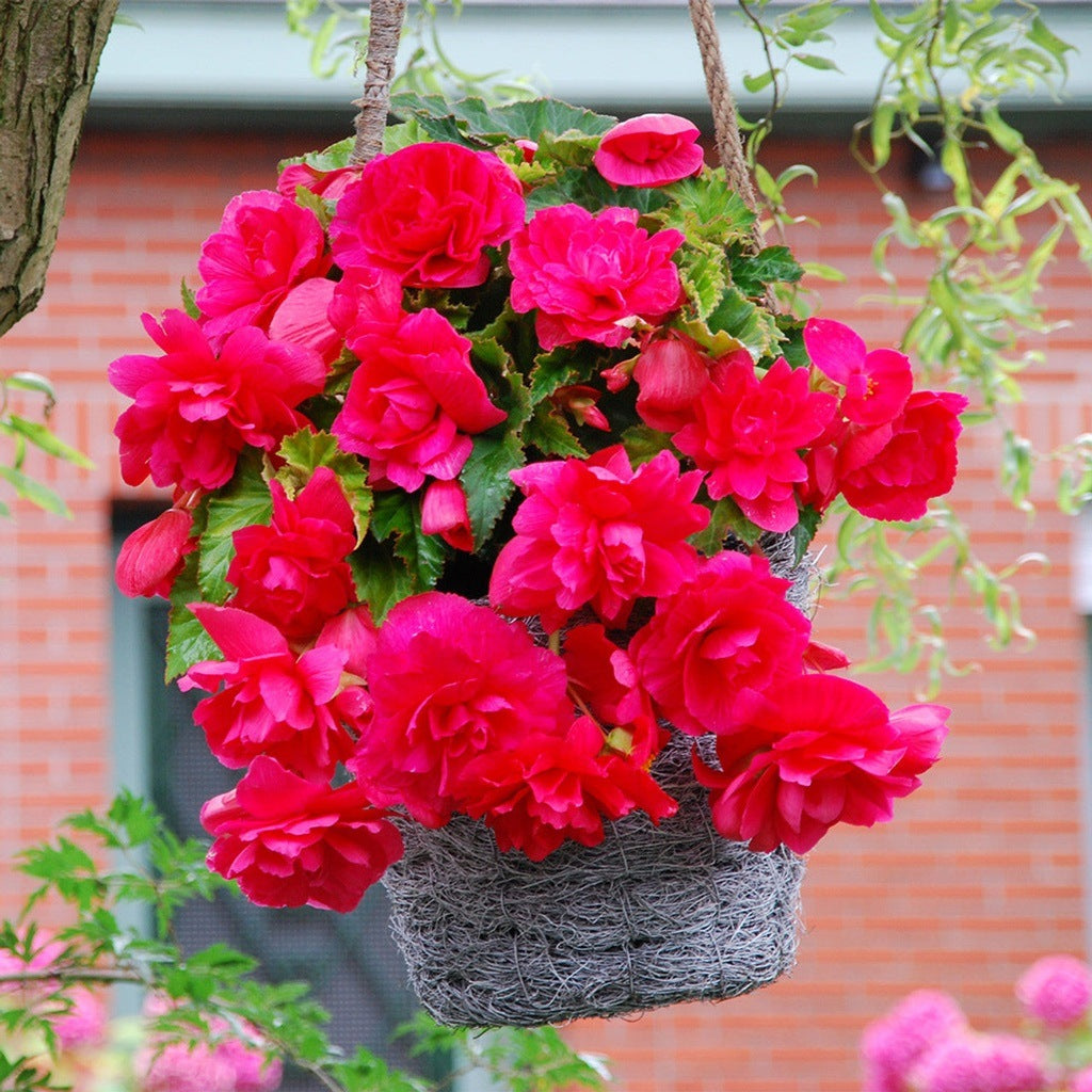 Bulbi de Begonia "Cascade", Roz, 2 Bucăți